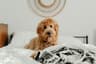 Pet otelde bir köpek
