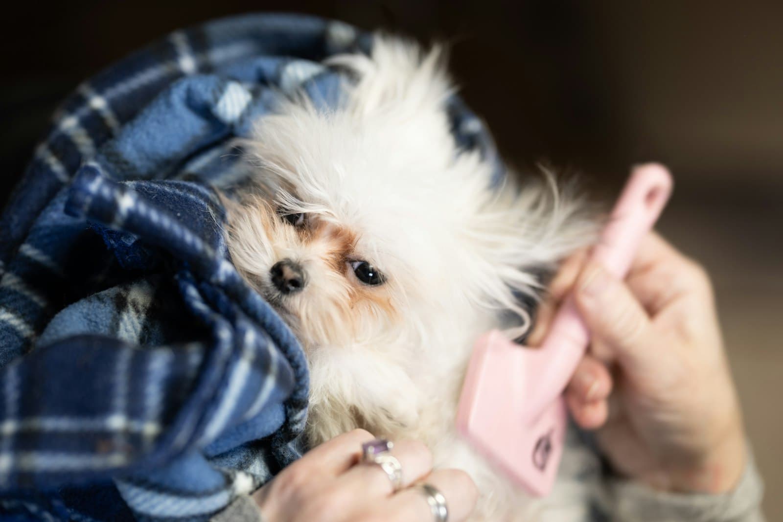 Battaniyeye sarılı uykulu bir köpek