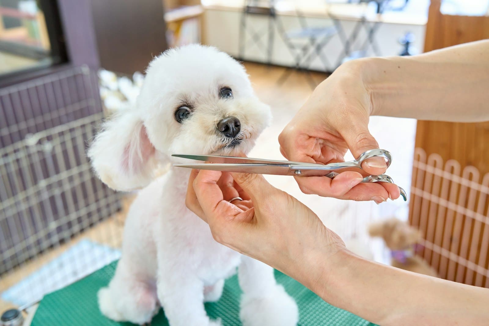 Kuaförde tıraş olan bir köpek
