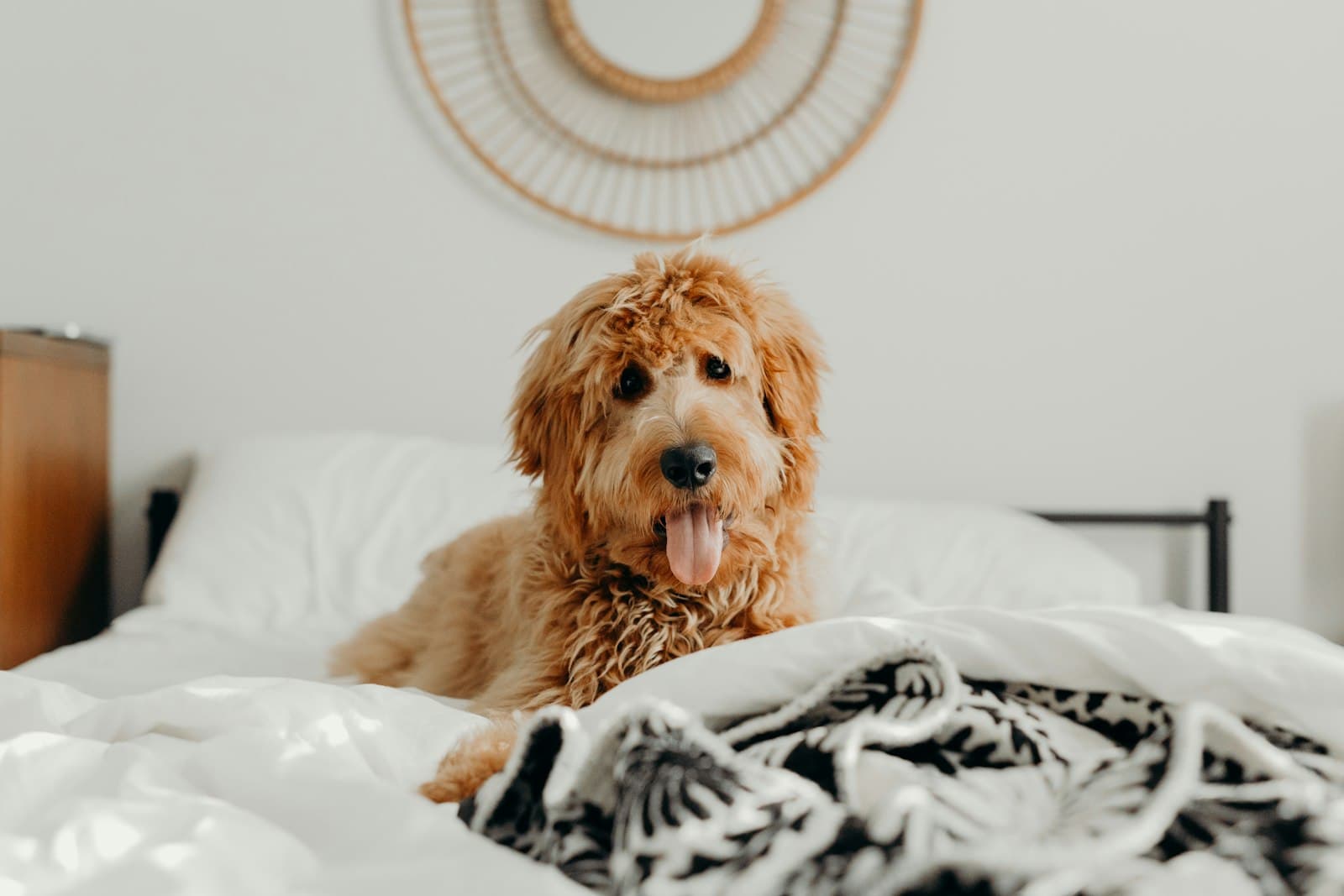 Pet otelde dinlenen bir köpek